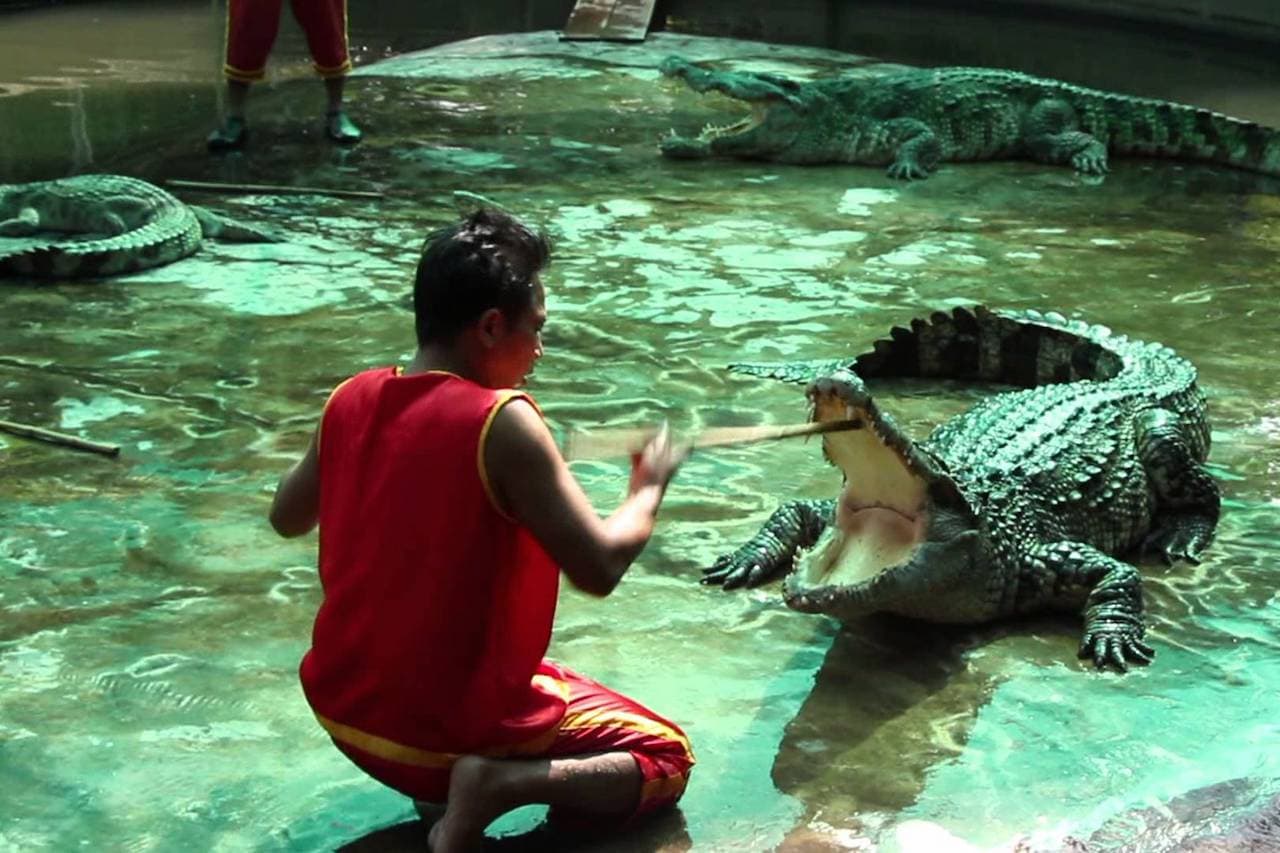 See a crocodile show