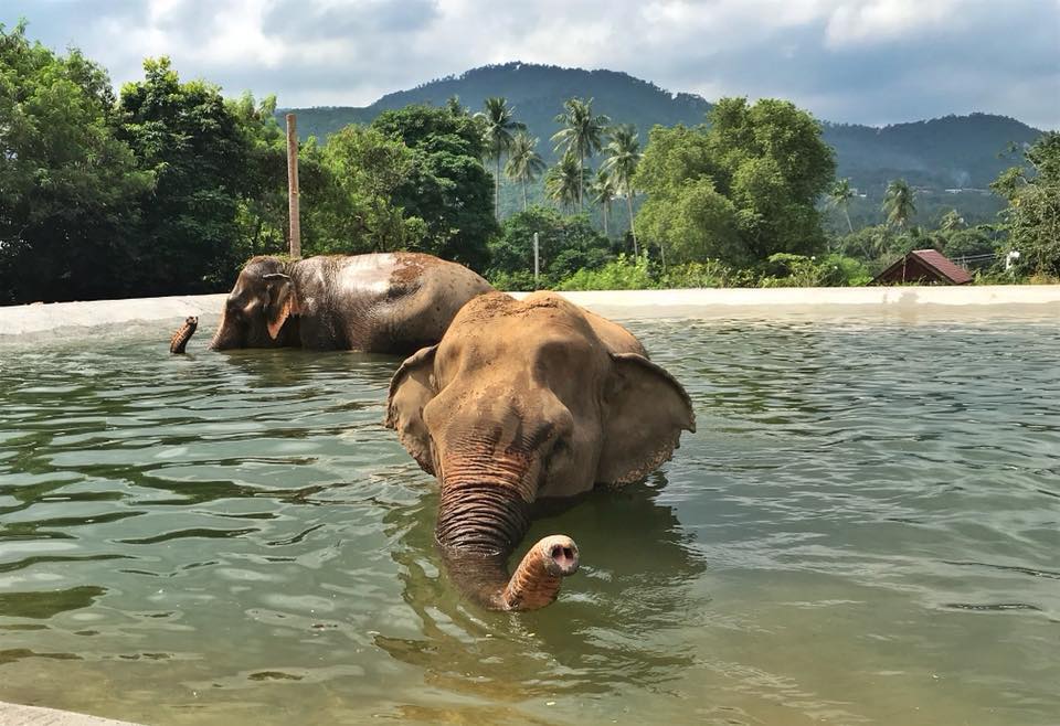 Morning tour to the Samui Elephant Sanctuary – 30 January 2019 in the Samui Elephant Sanctuary in Koh Samui