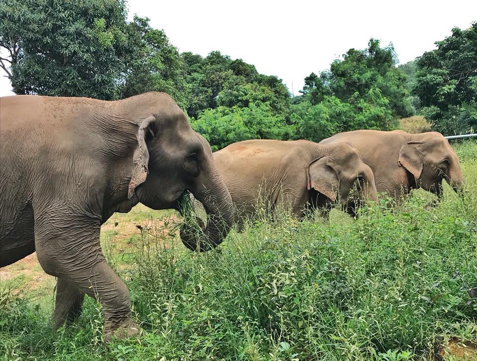 Morning tour to the Samui Elephant Sanctuary